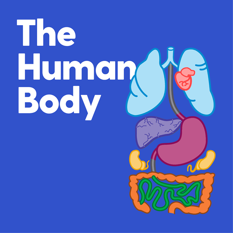 Cover of The Human Body